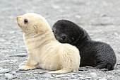 Young Antarctic fur seal (Arctocephalus gazella) leucic (also called isabelle color), South Georgia