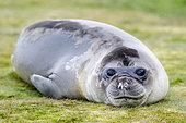 Young Southern Elephant Seal (Mirounga leonina) resting on a carpet of herbs, South Georgia