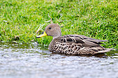 Yellow-billed Pintail (Anas georgica spinicauda) adult swimming on a stream, South Georgia
