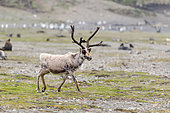 One of the last reindeer introduced from South Georgia (Rangifer tarandus) before the species was eradicated in 2015.