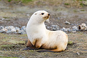Female Antarctic fur seal (Arctocephalus gazella) leucic (also called isabelle), South Georgia