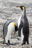 Royal Penguin Parade (Aptenodytes patagonicus) adults, South Georgia
