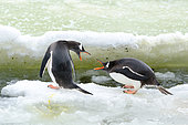 Aggressiveness between two adult Gentoo penguins (Pygoscelis papua) at a small, semi-frozen water lake, South Shetland, Antarctica