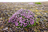 Cushion pink (Silene acaulis) mound in the Spitsbergen tundra, Svalbard