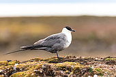 Long-tailed Skua (Stercorarius longicaudus) adult on a mound in the tundra, Svalbard