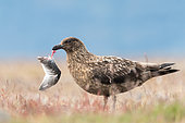 Great Skua (Stercorarius skua) adult finishing to eat a wing, Iceland