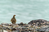 Rock Ptarmigan (Lagopus muta) adult female ground near a lake, Spitsbergen