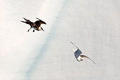 Parasitic Skua (Stercorarius parasiticus) hoofing a Black-legged Kittiwake (Rissa tridactyla) to extract food from the background of the Brasvellbreen Glacier of North-East Land, Svalbard