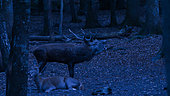 Red Deer (Deer Elaphus), male and female during slaughter at night, France