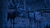 Red Deer (Deer Elaphus), male and female during slaughter at night, France