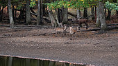 Red Deer (Deer Elaphus), male and female during slaughter, France