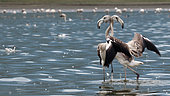Flamingos (Phoenicopterus roseus) juveniles fighting, Lake Kerkini, Greece