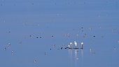 Great Egret (Ardea alba) and Pied Avocet (Recurvirostra avosetta) in migration, Lake Kerkini, Greece