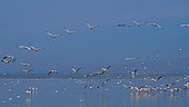 White Pelican (Pelecanus onocrotalus) group in flight, Lake Kerkini, Greece