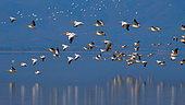 White Pelican (Pelecanus onocrotalus) group in flight, Lake Kerkini, Greece