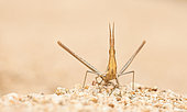 Nosed Grasshopper (Acrida ungarica mediterranea) in the back of a dune, Corsica, France