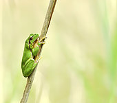 Tree frog (Hyla arborea) on reed, Alsace, France