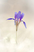 Winter Iris (Iris unguicularis) flower, Greece