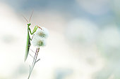 Praying mantis (Mantis religiosa) on flowers
