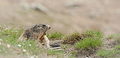 Alpine Marmot (Marmota marmota) yawning, Hautes-Alpes, France