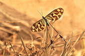 Spoonwing (Nemoptera bipennis), Doñana, Andalucia, Spain