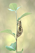 Antlion (Palpares libelluloides) on stem, Alpes-de-Haute-Provence, France