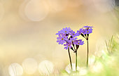 Bird's-eye primrose (Primula farinosa) flowers, Pyrenees, France