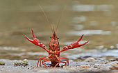 Red swamp crayfish (Procambarus clarkii) on bank, Andalucia, Spain