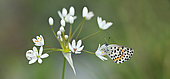 Chequered Blue (Scolitantides orion) on flower, Andalucia, Spain