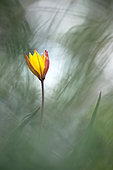 Southern wild Tulip (Tulipa australis) in bloom, Hautes-Alpes, France