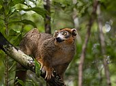 Lemur male (Eulemur coronatus) in the forests of Ankarana, Northwest Madagascar, Madagascar, Africa