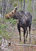 Moose (Alces americanus) in Matane wilidfe reserve, Québec, Canada