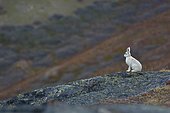 Arctic hare (Lepus arcticus) in the middle of the tundra, Greenland