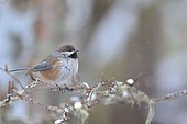 Boreal Chickadee (Poecile hudsonicus) in the Montmorency Forest, Québec, Canada