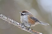 Boreal Chickadee (Poecile hudsonicus) in the Montmorency Forest, Québec, Canada