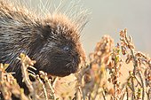 The diner of the porcupine (Erethizon dorsatum) in the Forillon National Park, Quebec, Canada