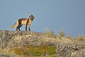 Arctic fox (Vulpes lagopus) on top of his mountain, Greenland