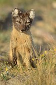 Arctic fox (Vulpes lagopus) close-up, Greenland