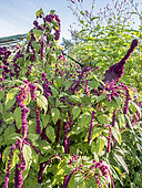 Amaranthus caudatus 'Pony Tails', Ipomoea purpurea 'Grand' Pa Ott', Persicaria orientale