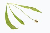 Plaintain, Ribwort Plantain, English Plantain (Plantago lanceolata), flower and leaves