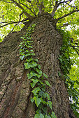 Ivy in Oak forest, Liendo, Liendo Valley, Montaña Oriental Costera, Cantabrian Sea, Cantabria, Spain, Europe