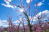 Pêcher (Prunus persica) en fleurs, Fruiturisme, Expérience touristique, Village d'Aitona, Baix Segre, Lleida, Catalogne, Espagne, Europe
