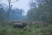 One-horned Asian rhinoceros (Rhinoceros unicornis) and young, Chitwan National Park, Inner Terai lowlands, Nepal, Asia, Unesco World Heritage Site