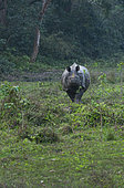 One-horned Asian rhinoceros (Rhinoceros unicornis), Chitwan National Park, Inner Terai lowlands, Nepal, Asia, Unesco World Heritage Site
