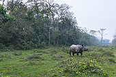 One-horned Asian rhinoceros (Rhinoceros unicornis), Chitwan National Park, Inner Terai lowlands, Nepal, Asia, Unesco World Heritage Site