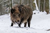 Wild boar (Sus scrofa) stands in the snow on edge of the woods, Vulkaneifel, Rhineland-Palatinate, Germany, Europe
