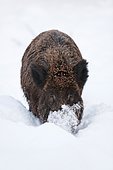 Sanglier d'Eurasie (Sus scrofa) mâle fouillant la neige de son groin, Bavière, Allemagne