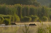 Wild boars (Sus scrofa) walking through water, morning light, Schönau an der Donau, Lower Austria, Austria, Europe