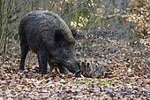 Wild Boar (Sus scrofa), sow with piglets, captive, North Rhine-Westphalia, Germany, Europe