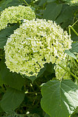 Hydrangea arborescens 'Annabelle'